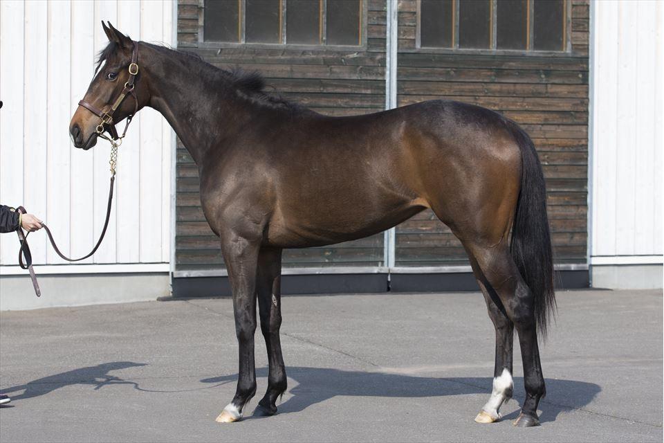 2025年の馬選びを控えて・・・ディープインパクトはもういない