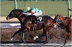 ���f�B�b�N