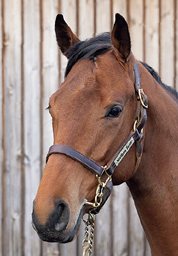 94. カイカセンゲンの2024