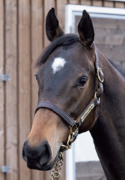 95. アヌラーダプラの2024