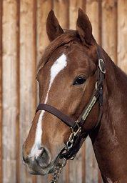 96. ���C�p�p����2024