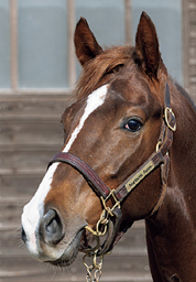 97. オーロトラジェの2024