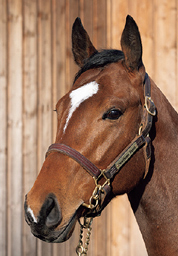 98. �O)�h�����K�[����2024